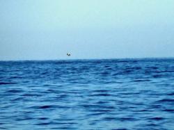 A poor picture of an amazing Mobula ray. 